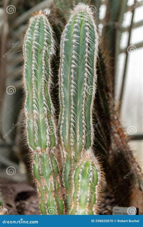 Old Man Cactus or Pilosocereus Leucocephalus Plant in Saint Gallen in ...