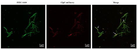 ApoE Mimetic Peptide COG1410 Kills Mycobacterium smegmatis via Directly ...