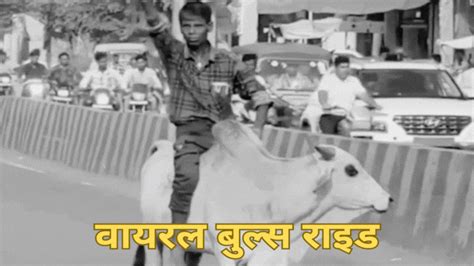VIDEO: नशे में धुत्त शख्स सांड पर सवार हो गया, सिगरेट पीते हुए करने लगा ...