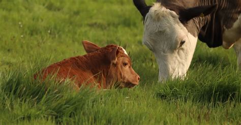 Veterinary Viewpoints: Colostrum – Liquid Gold for Newborn Calves ...