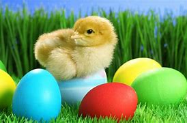 Image result for Cute Pistures for Easter