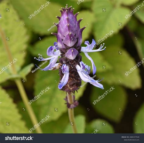 Coleus Canina Cat Repellent Plant