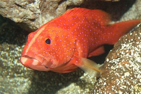 梦见红色的鱼在水里游什么意思 梦见红色的鱼在水里游预示什么 - 万年历