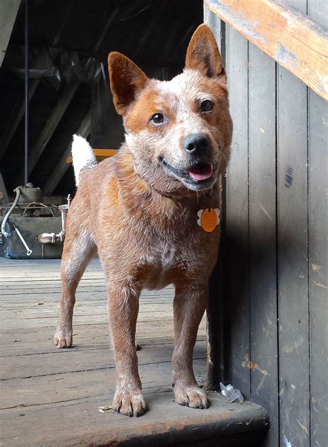 Rowdy. Red heeler - Australian Cattle Dog. Heeler Dog Breed, Red Heeler ...