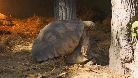Two Giant Tortoises mating image - Free stock photo - Public Domain ...