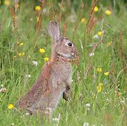 Image result for Images of White Rabbits in Tea Fields