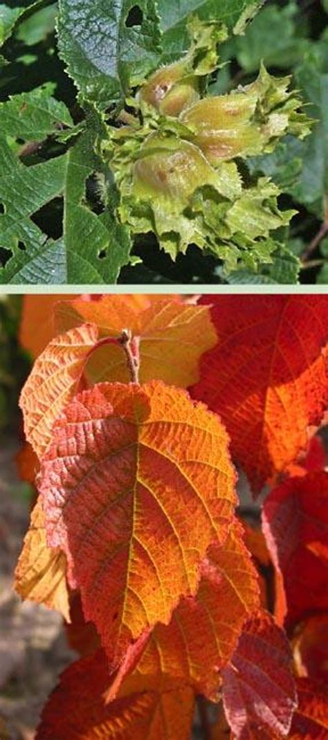 American Hazelnut Tree | USDA Zones 4-9 | 2-3 Foot | Nut-Bearing Trees