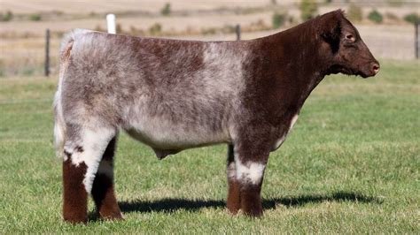 Shorthorn Show Cattle
