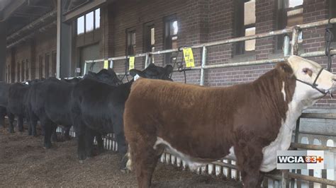 From the Farm: Beef association CEO criticizes Trump admin's Argentine ...