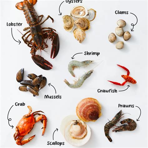 Shellfish List Flash Sales | ststephen-pc.gov.uk