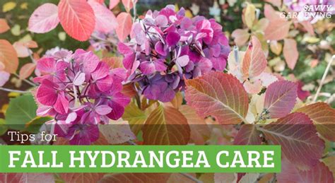 Hydrangea Tree Fall Care 的图像结果