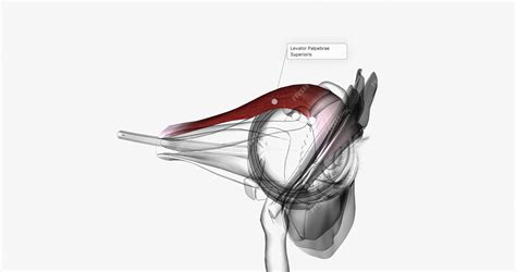 Premium Photo | The levator palpebrae superioris 3d