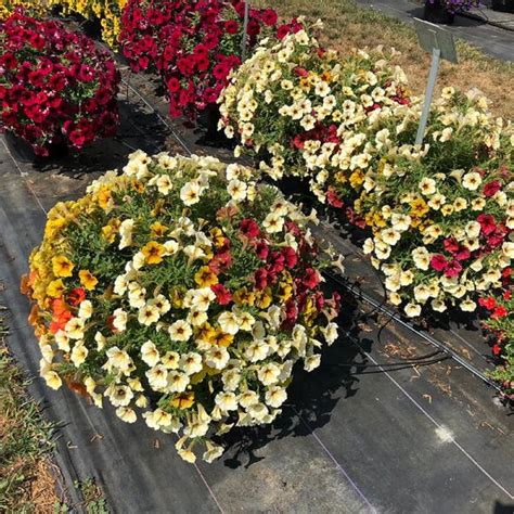 Amazon.com : CHUXAY GARDEN Mixed Calibrachoa Seed 100 Seeds Annual ...