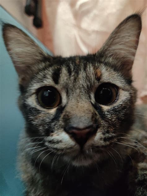 My cat just got a diagnosis of lymphoma. I'm looking for advice and experience from others who ...