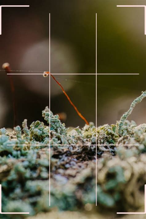 Image result for Composition Photography Examples