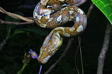 Image result for Python Snake Adaptations