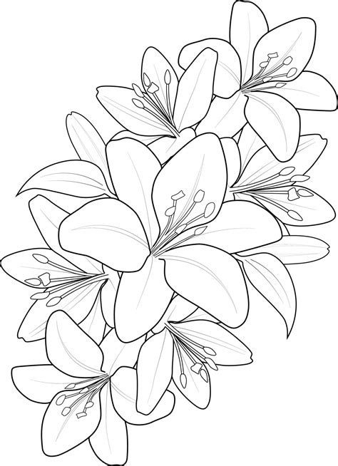 ramo de lirio para colorear página dibujada a mano flor lilium de ...