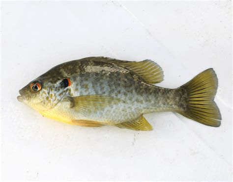 Image result for Shellcracker Fish