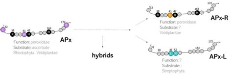 Antioxidants | Special Issue : The Role of Peroxidases and Catalases in ...