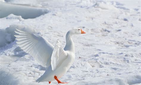 Free Images : nature, winter, wing, wildlife, ice, beak, arctic, season ...