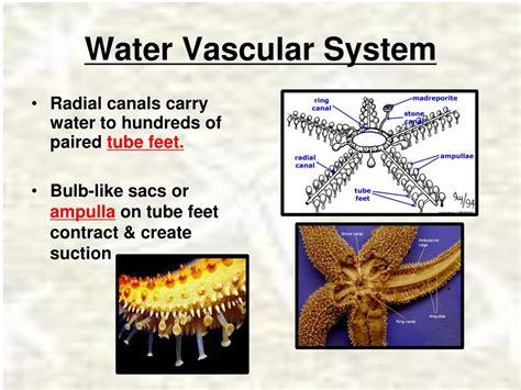 PPT - Echinoderms: Sea Stars, Sea Urchins, and More PowerPoint ...