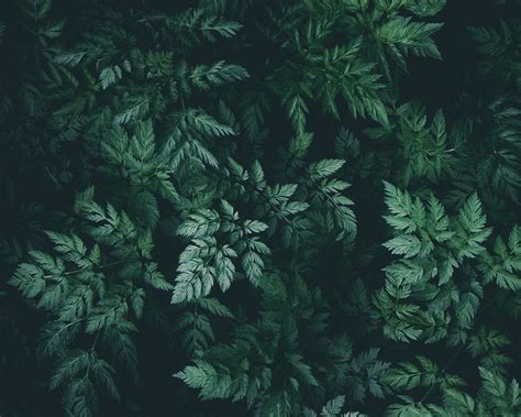 Download wallpaper 1280x1024 leaves, green, dark, plant standard 5:4 hd ...