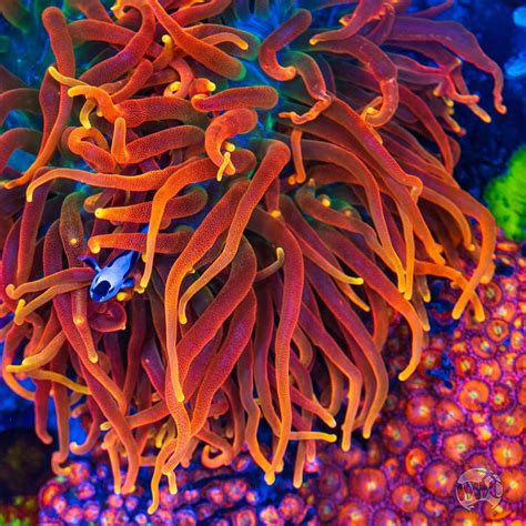 Colorado Sunburst Anemone? Thoughts? | Reef2Reef