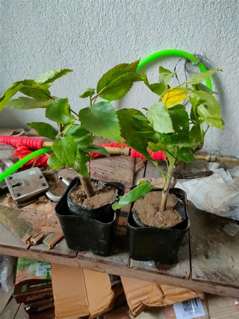 Greenursery White Double Flower Gudhal Hibiscus Live Sembaruthi ...