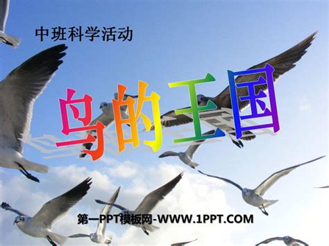 《鸟的王国》PPT课件 - 第一PPT