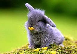 Image result for Windows Wallpaper Desktop Background Spring Rabbit
