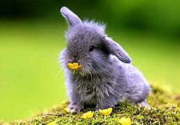 Image result for Vintage Spring Pictures Bunnies