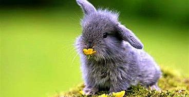 Image result for Funny Bunny Wallpaper