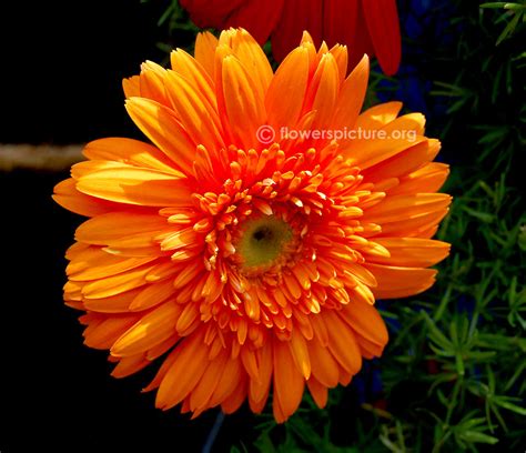 Orange gerbera daisy | Gerbera hybrida