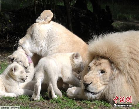 白狮三胞胎幼崽首次公开 雄狮变“慈父” - 域外文明 - 东南网