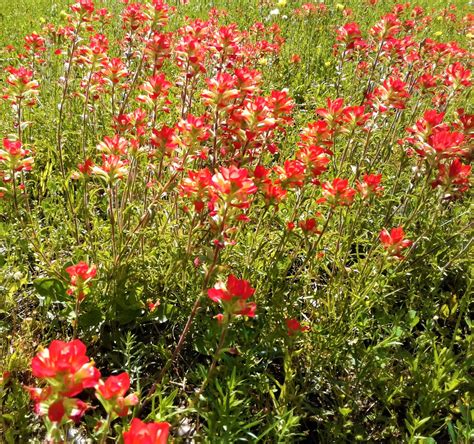 Where When To Plant Indian Paintbrush Seeds Best 2023