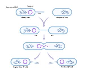 Animation DNA Replication Steps 的图像结果