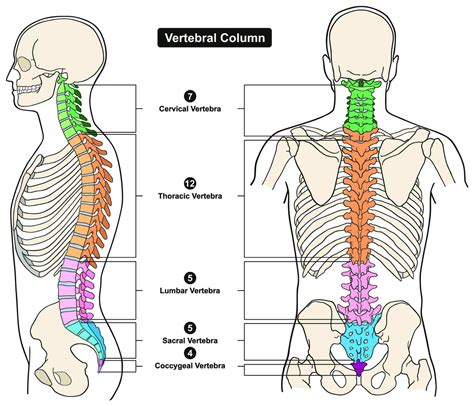Vertebrae: The Bones of the Spinal Column - Spine Info