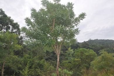 Sustainable Management of Bannerghatta National Park (BNP): Need and ...