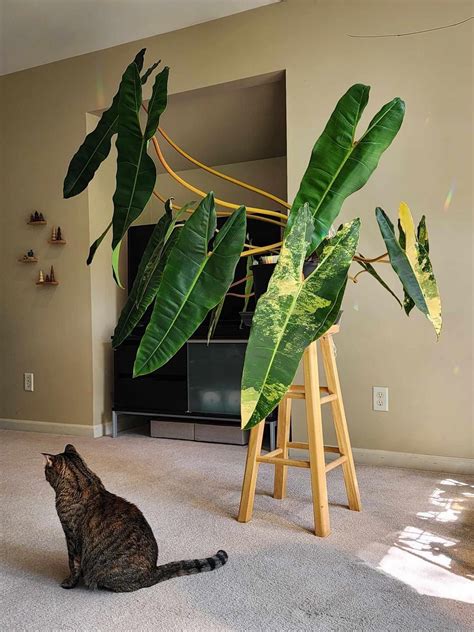 Pin by DragoMcGranitt on Natura | Exotic plants, House plants indoor ...