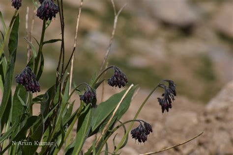 India Flora Online