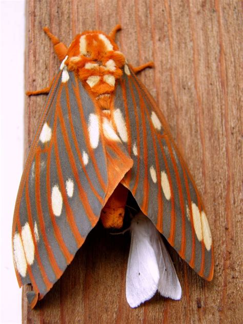 Virginian Tiger moth using a Regal moth as a... - The Summer of Moths