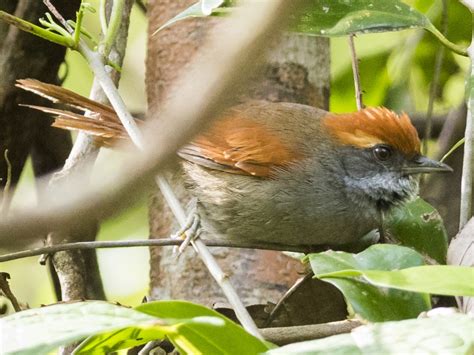 Bahia Spinetail - eBird