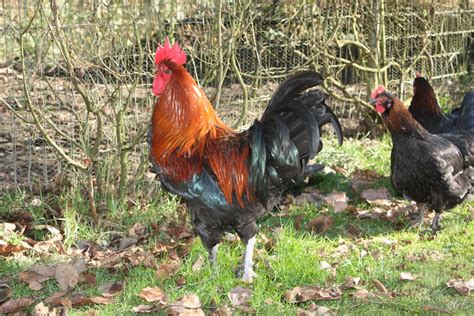 Cedar Green Farm: Heritage Breed Chickens