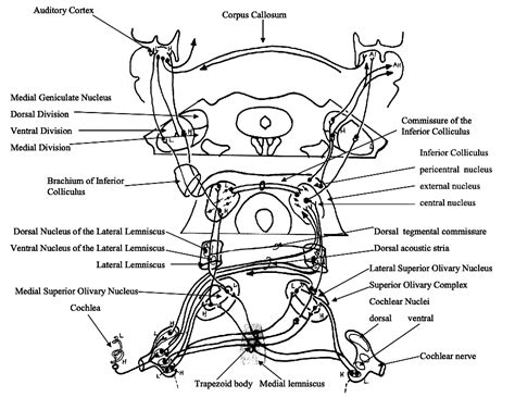 Visual and Auditory Pathways 的图像结果