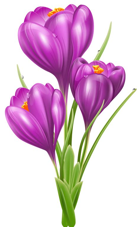 Transparent Crocus PNG Clipart Picture | Flower painting, Flower drawing, Flower art