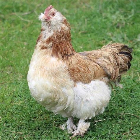 Salmon Faverolle Chicken Egg Color at Sophia Hoff blog