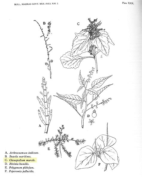 Herbarium JCB
