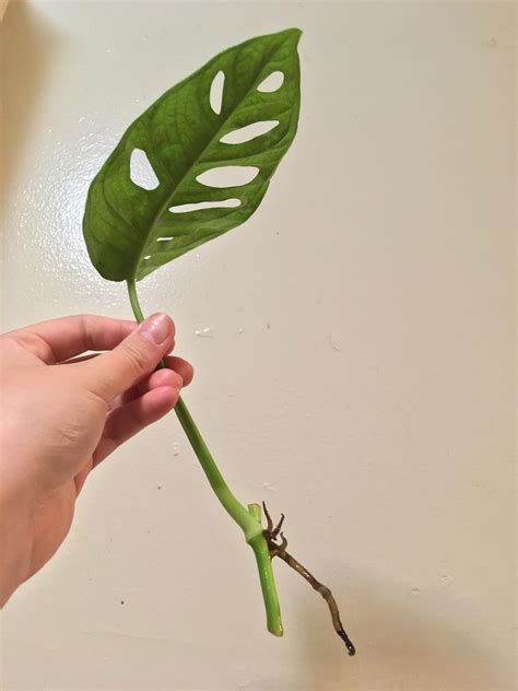 Can you plant a Monstera with substantial aerial roots, or should you ...