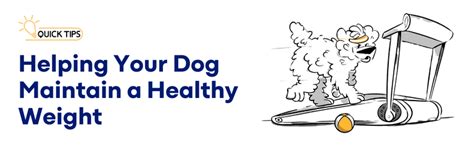 10 Tips for Creating an Effective Weight Management Plan – K9 Vitality