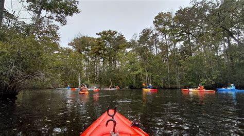 Merchants Millpond Morning Meander Paddle, Mill Pond Rd, Sunbury, NC ...